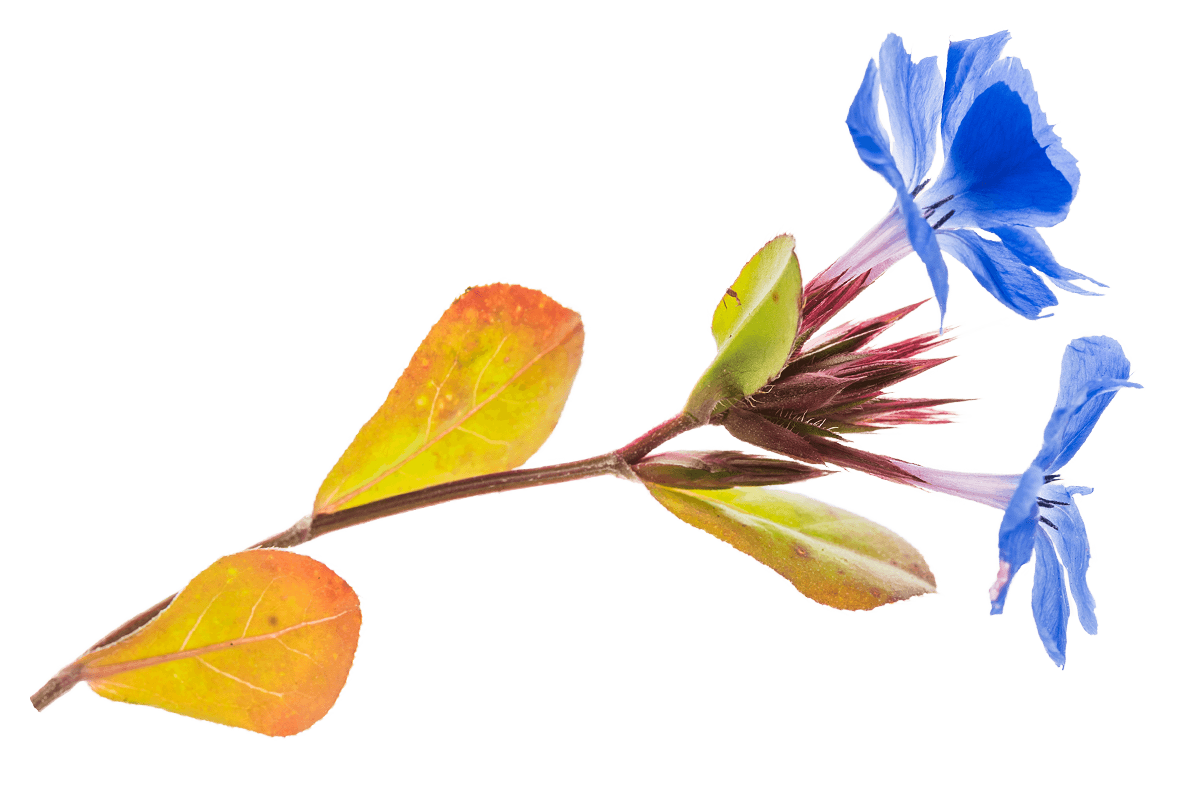Fiori di Bach CERATO