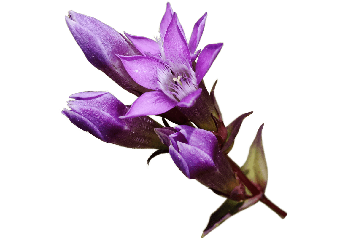 Fiori di Bach GENTIAN