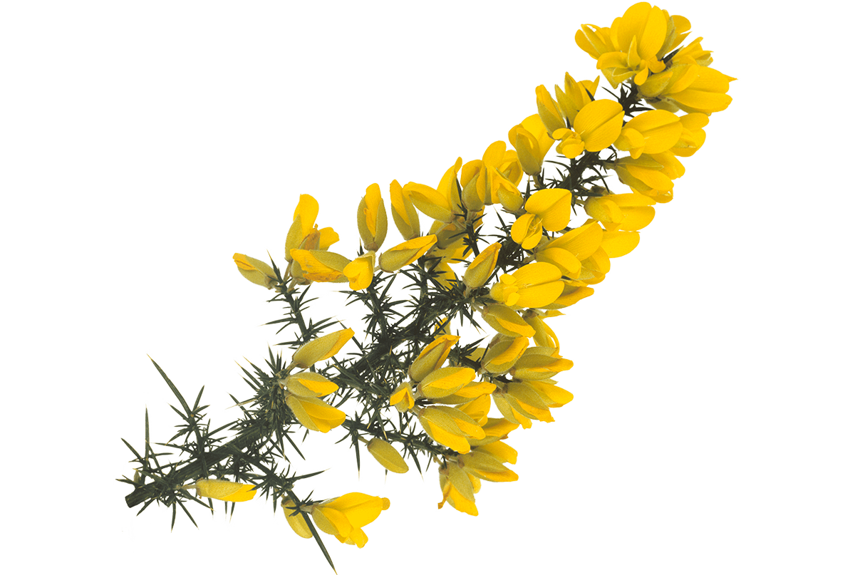 Fiori di Bach GORSE