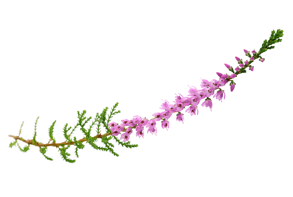 Fiori di Bach HEATHER