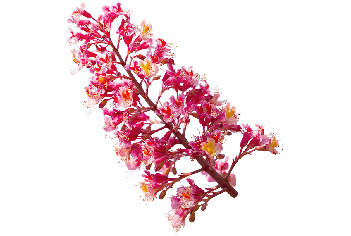 Fiori di Bach RED CHESTNUT