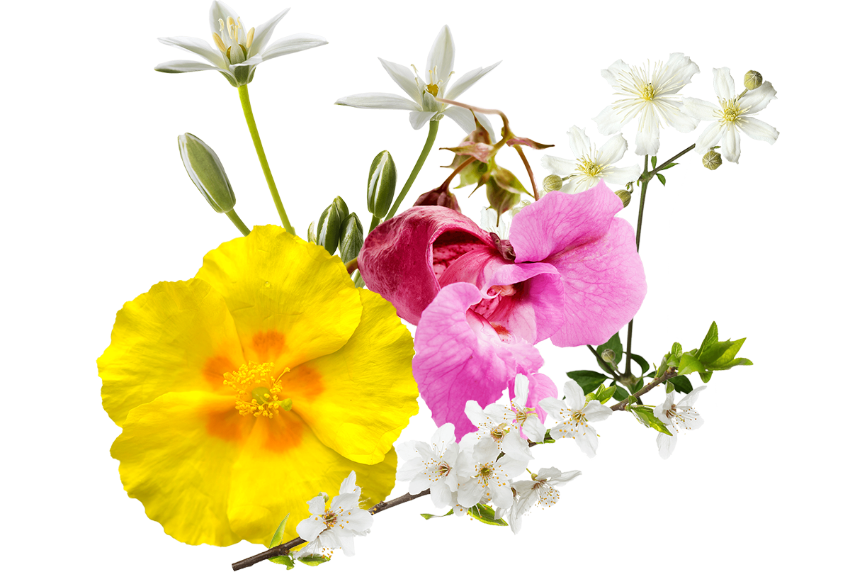 Fiori di Bach RESCUE REMEDY