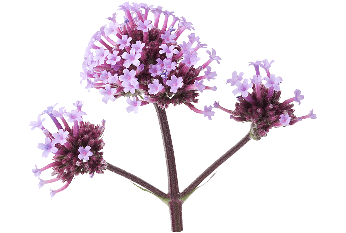 Fiori di Bach VERVAIN
