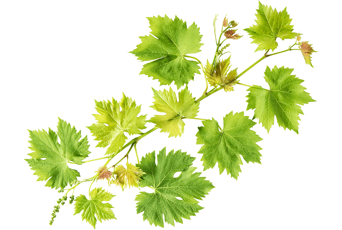 Fiori di Bach VINE