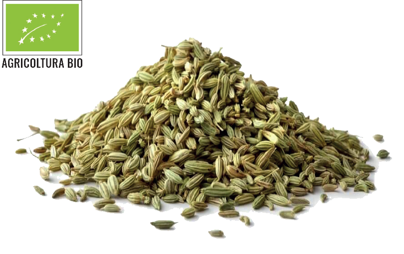 finocchio